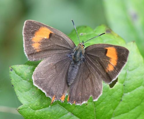 Thecla betulae